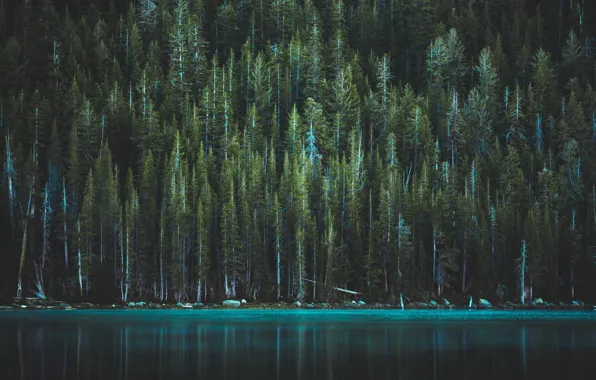 Forest, trees, lake, USA, Yosemite national Park