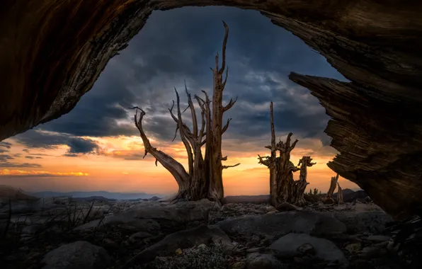 The sky, trees, sunset, branches, clouds, stones, view, stump