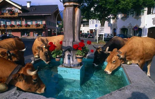 Flowers, the city, home, cows, fountain, bell, drink, Alps