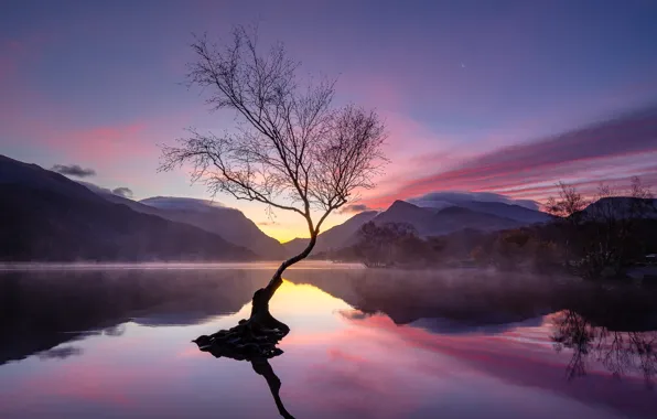 Picture mountains, fog, lake, tree, the evening, morning, haze