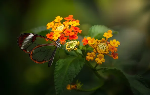 Macro, flowers, butterfly, Lantana, Greta oto, Glass Butterfly