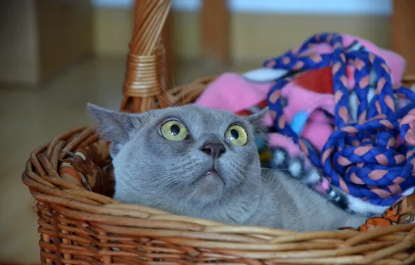Cat, cat, look, grey, room, lies, plaid, face