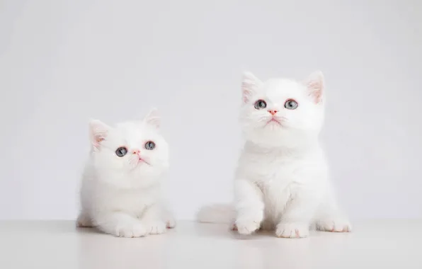 Look, cats, pose, kitty, kittens, light background, cute, faces