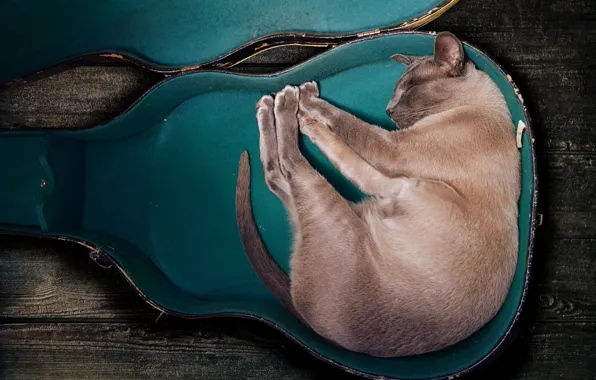 Cat, pose, sleep, sleeping, form, case, musical cat