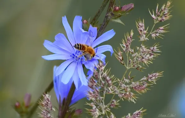 Summer, macro, flowers, nature, bee