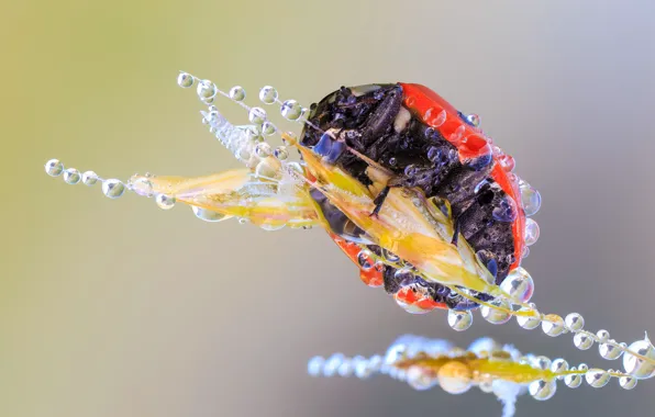 Picture drops, macro, red, Rosa, background, ladybug, legs, beetle