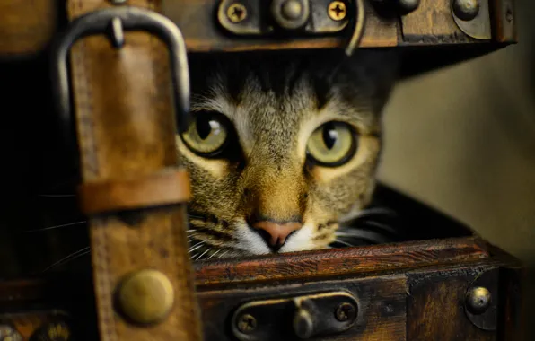 Cat, eyes, cat, look, old, style, retro, treatment