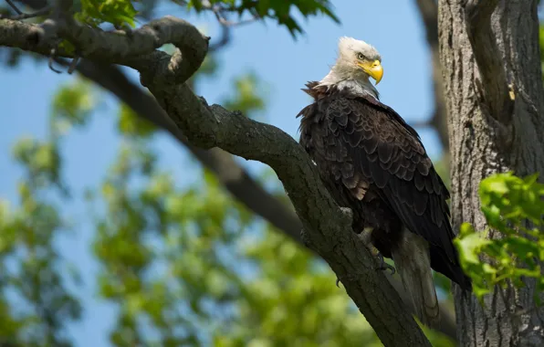 Look, branches, nature, tree, bird, foliage, eagle, predatory