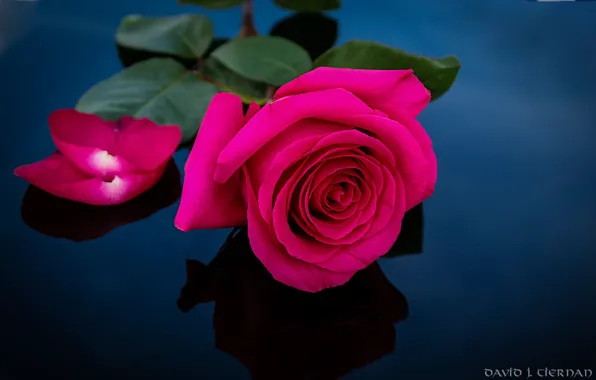 Rose, petals, purple
