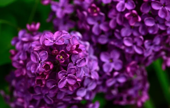 Picture macro, purple, lilac