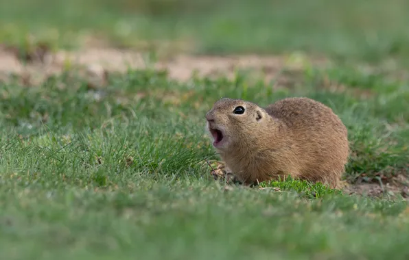 Picture greens, grass, pose, glade, mouth, gopher