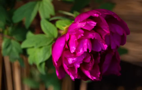 Flower, leaves, macro, bright, pink, garden, bokeh, peony