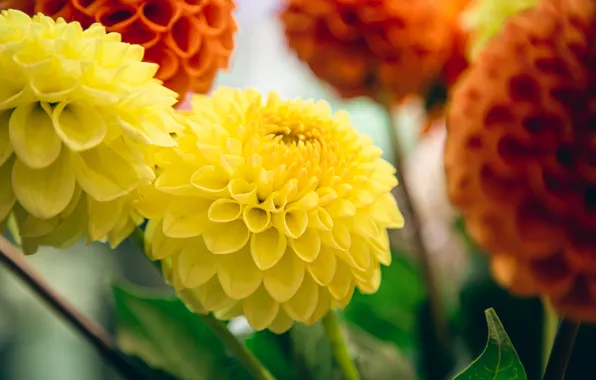 Flowers, yellow, bokeh, dahlias