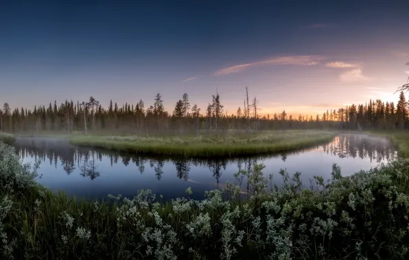 Picture forest, summer, fog, river, morning