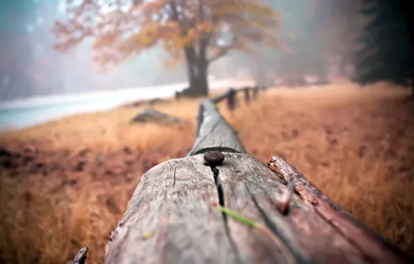 Picture macro, background, the fence