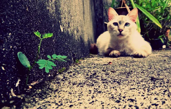 Grass, cat, cat, animal, pet
