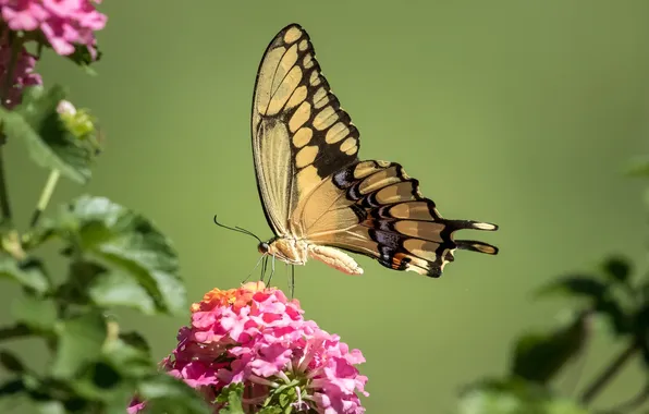 Picture butterfly, wings, swallowtail, Lantana