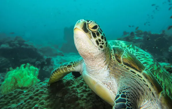Picture sea, look, face, water, fish, algae, turtle, underwater world