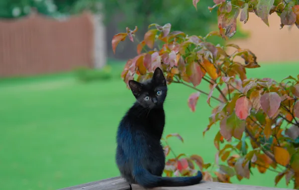 Picture leaves, branches, black kitten