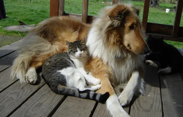 Dogs, cats, Collie, buddies