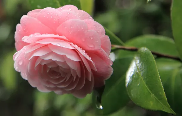 Picture leaves, drops, flowers, petals, pink, Camellia