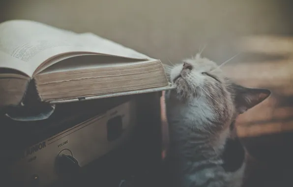 Cat, book, receiver