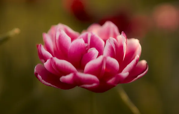Close-up, Bud, bokeh, beautiful flower, Lazhansky Rufat, The peony-shaped tulip