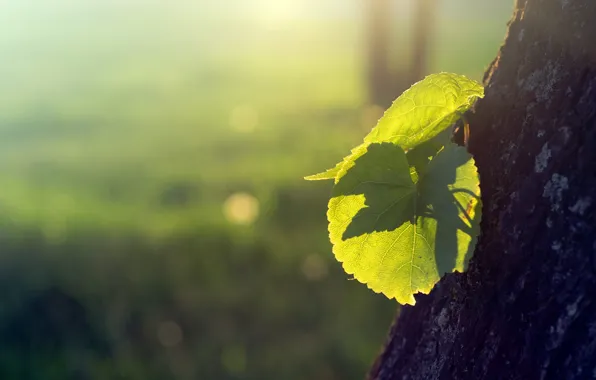 Leaves, birch, razmytost