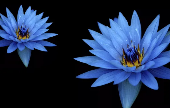 Blue, flowers, macro, bloom, flora