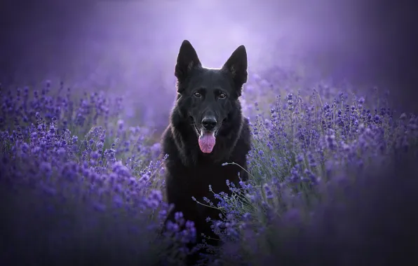 Picture language, look, face, flowers, dog, lavender, German shepherd