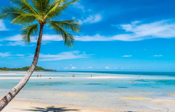 Sand, sea, beach, summer, the sky, the sun, palm trees, shore