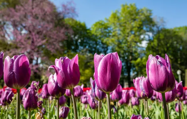 Picture nature, spring, tulips