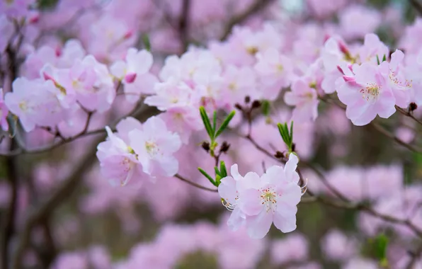 Flowers, branches, spring, garden, pink, flowering, blur, bokeh
