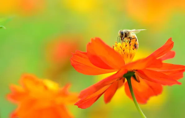Flower, orange, bee, background, kosmeya