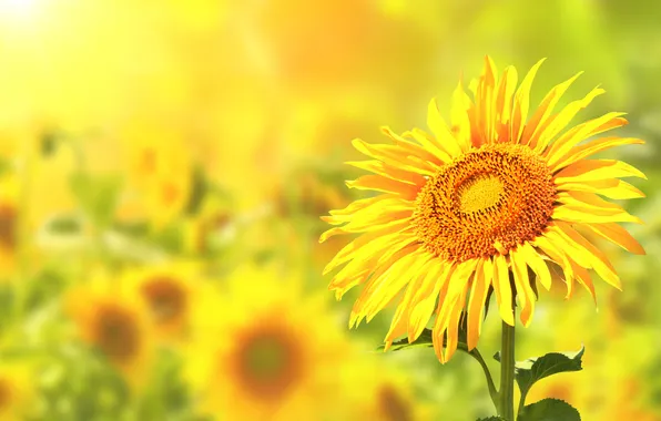 Field, sunflowers, flowers, Sunny colors