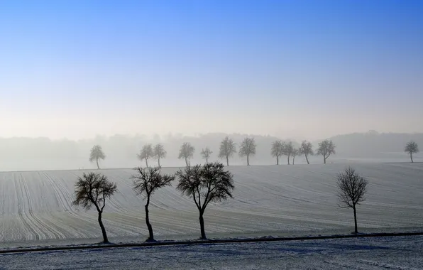 Field, trees, landscape
