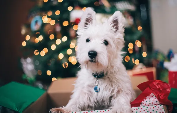 Picture white, dog, wool