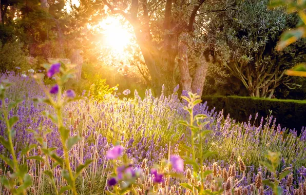 Light, flowers, morning