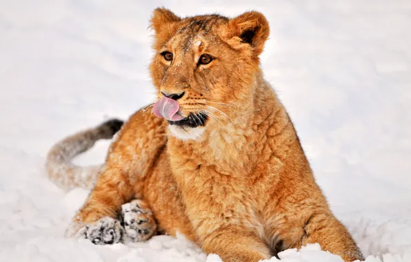 Picture winter, language, snow, the game, baby, lion