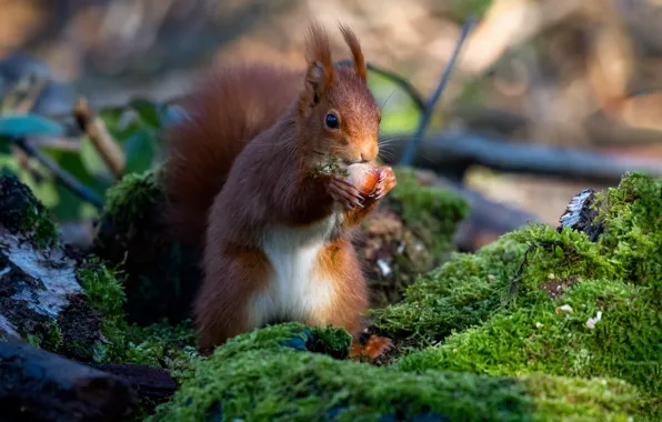 Pose, moss, walnut, protein, meal