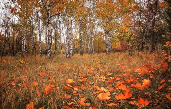 Picture forest, foliage, birch, autumn leaves