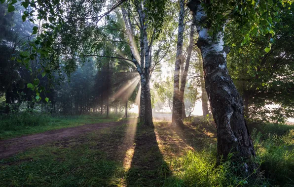 Picture summer, the sun, dawn, morning, birch