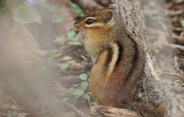 Leaves, nature, fog, muzzle, haze, Chipmunk, log, back