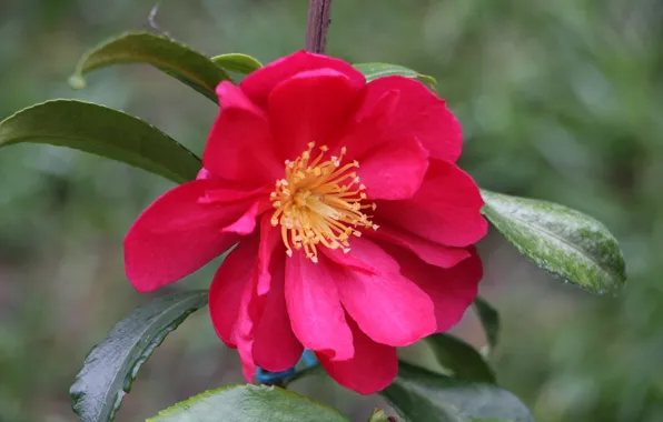 Flowers, branches, spring, flowering, Camellia