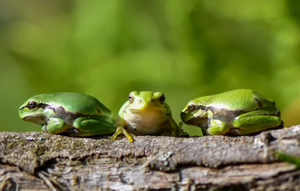 Frog, green, frogs, three, log, trio, green background, bokeh
