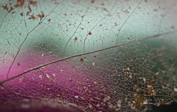Leaves, nature, texture, Magnolia