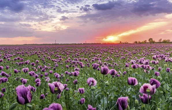 Summer, the sky, the sun, clouds, sunset, flowers, Mac, Maki