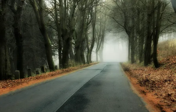 Road, autumn, forest, fog