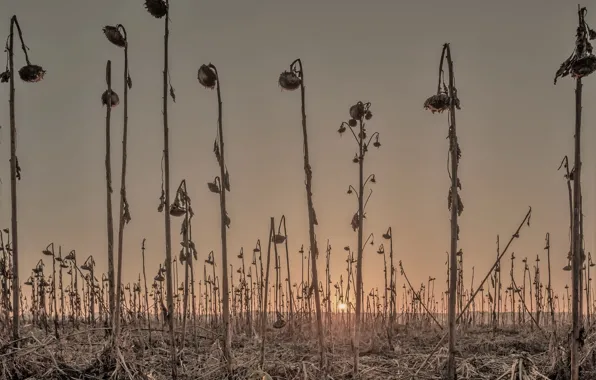Field, sunflowers, sunset