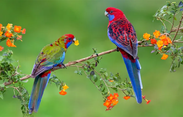 Flowers, birds, branches, bright, pair, parrots, exotic, Rozella